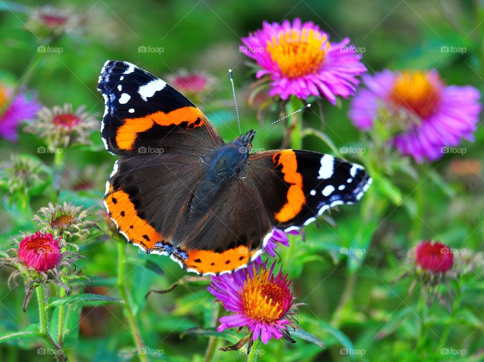 Beautiful butterfly