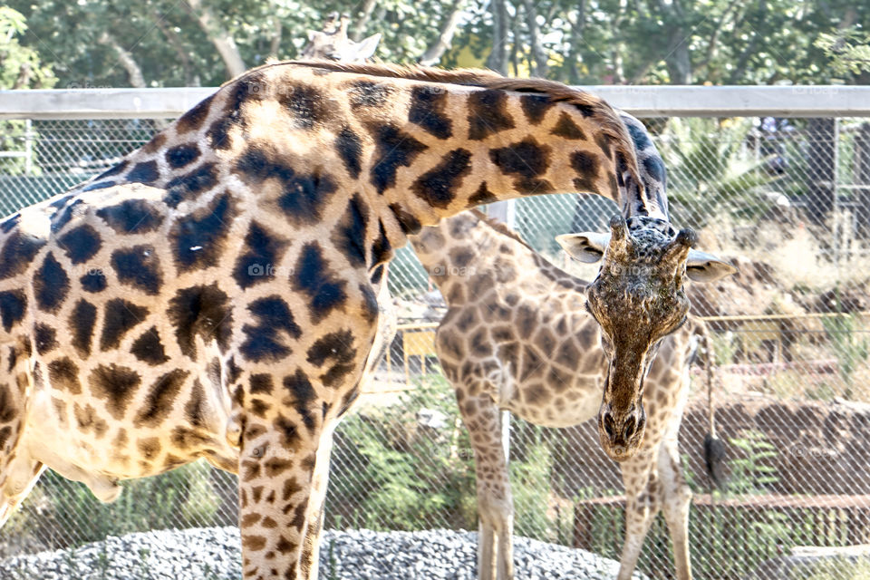 Pobres Jirafas de Zoo! 