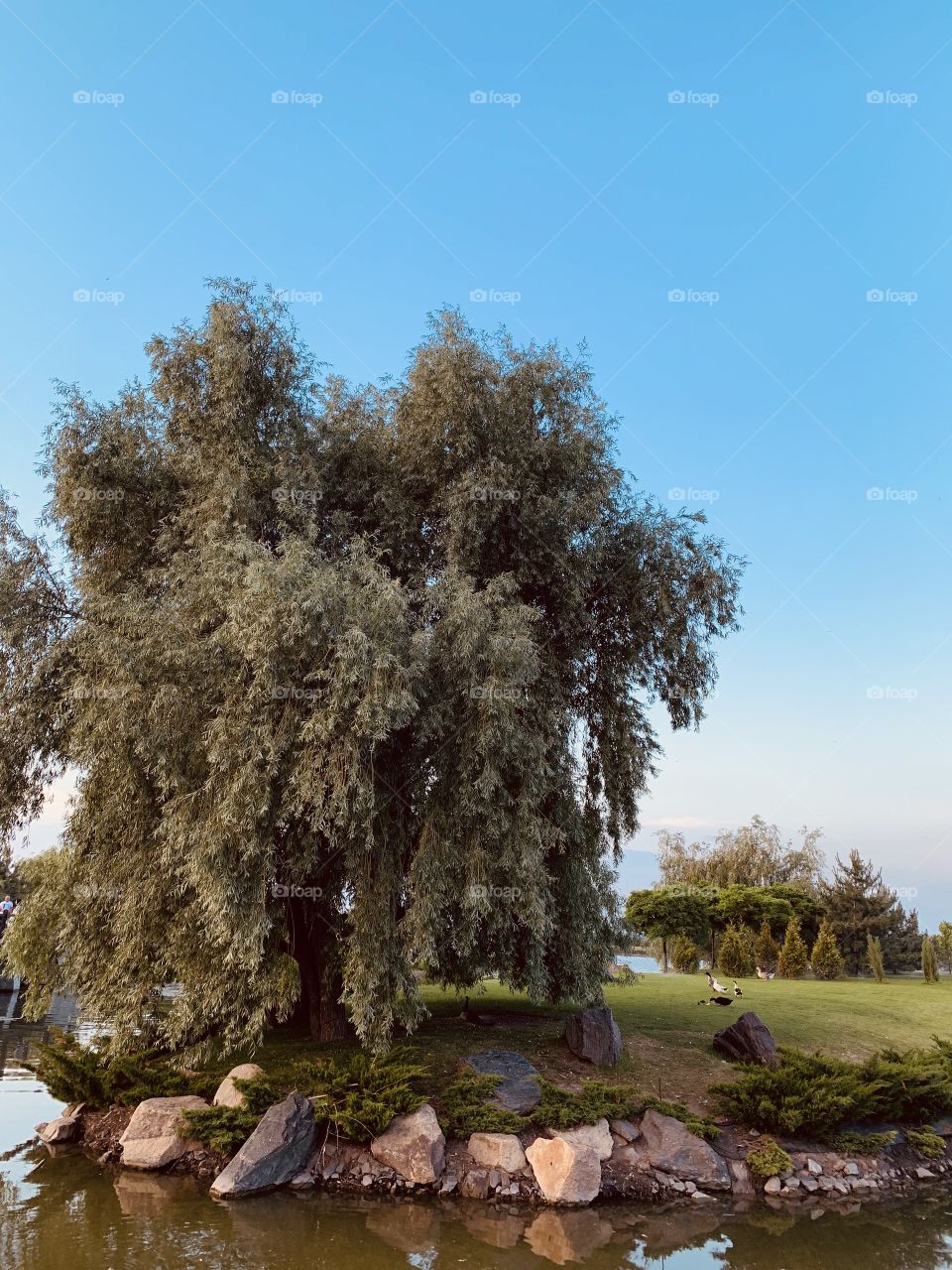 Cute green tree near lake 