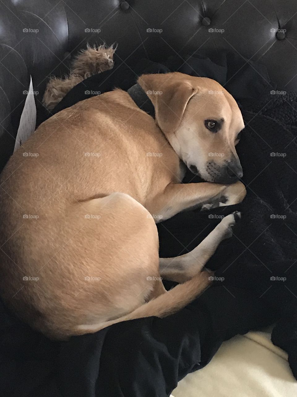 Sleepy Bella trying to close her eyes, but mommy keeps trying to take a cute photo with the flash on. 