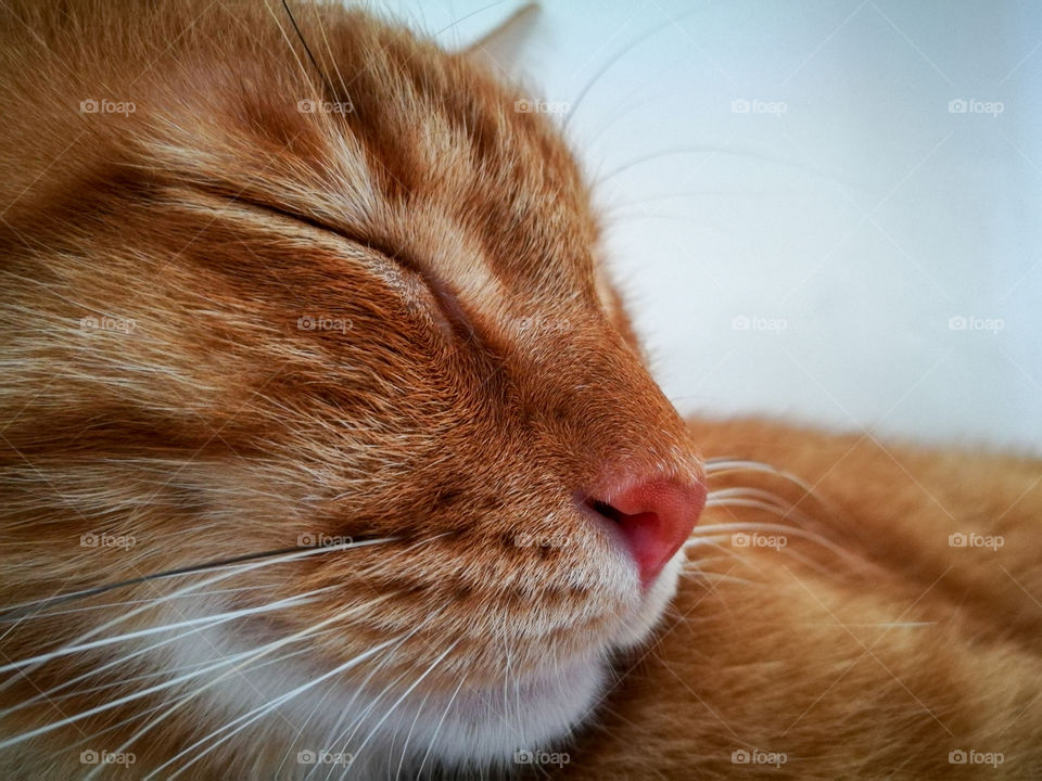 Ginger cat face closeup.