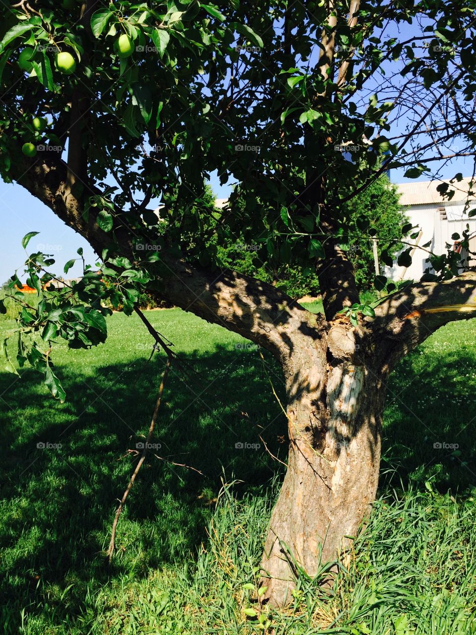 Shadows of an apple tree
