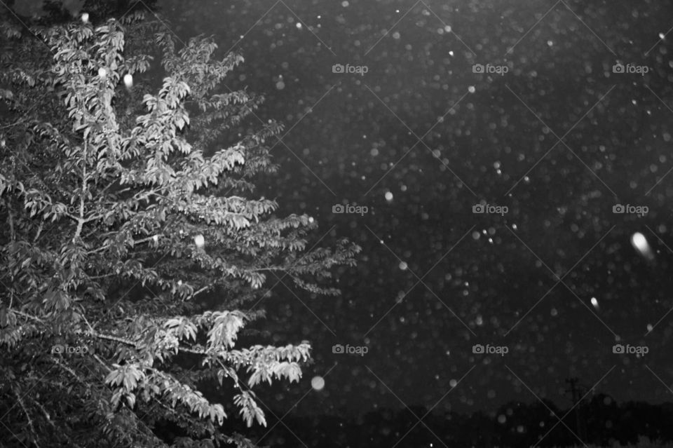 Winter, No Person, Christmas, Snow, Tree
