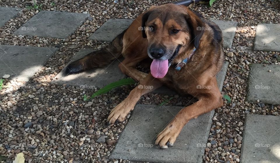 Beautiful Labrador golden retriever dog, lying down on backyard pavers. 