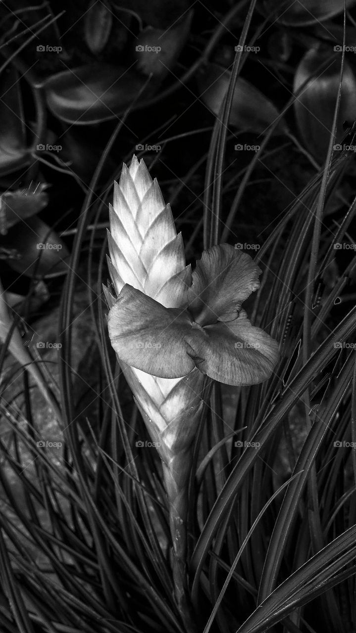 BW flower
