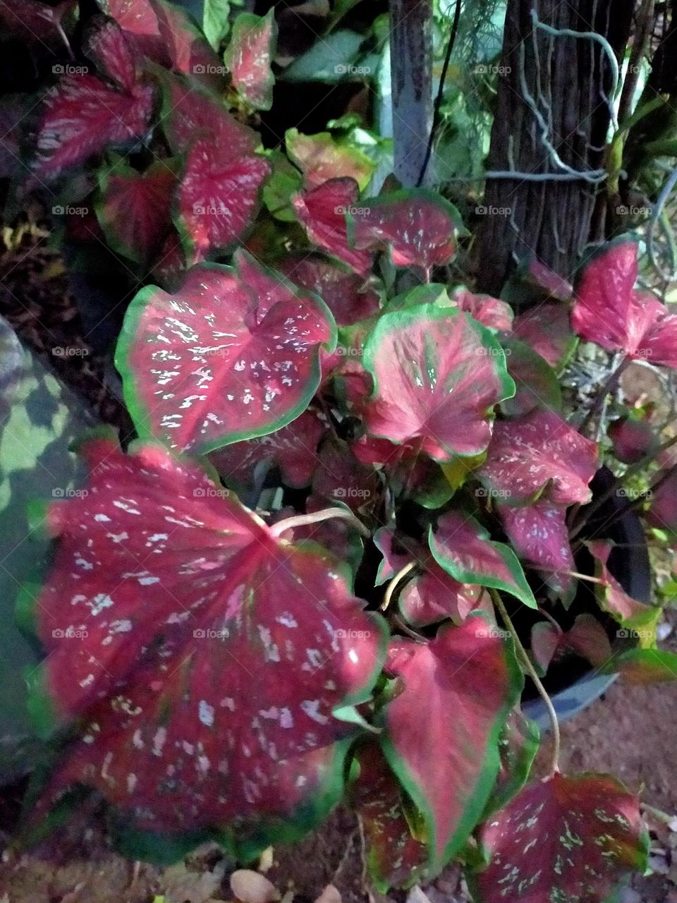 Flowers, plants, including wood grains that have different colors.