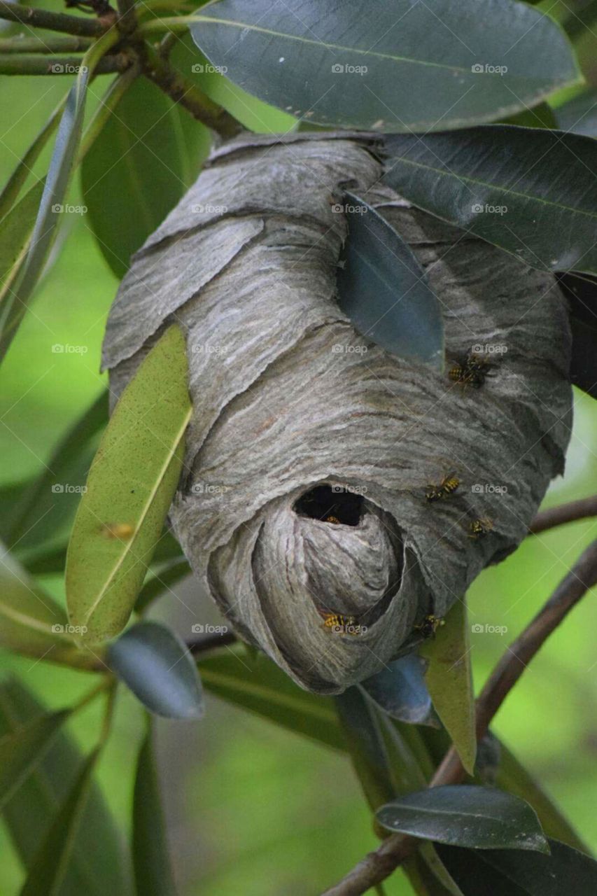 paper wasp nest