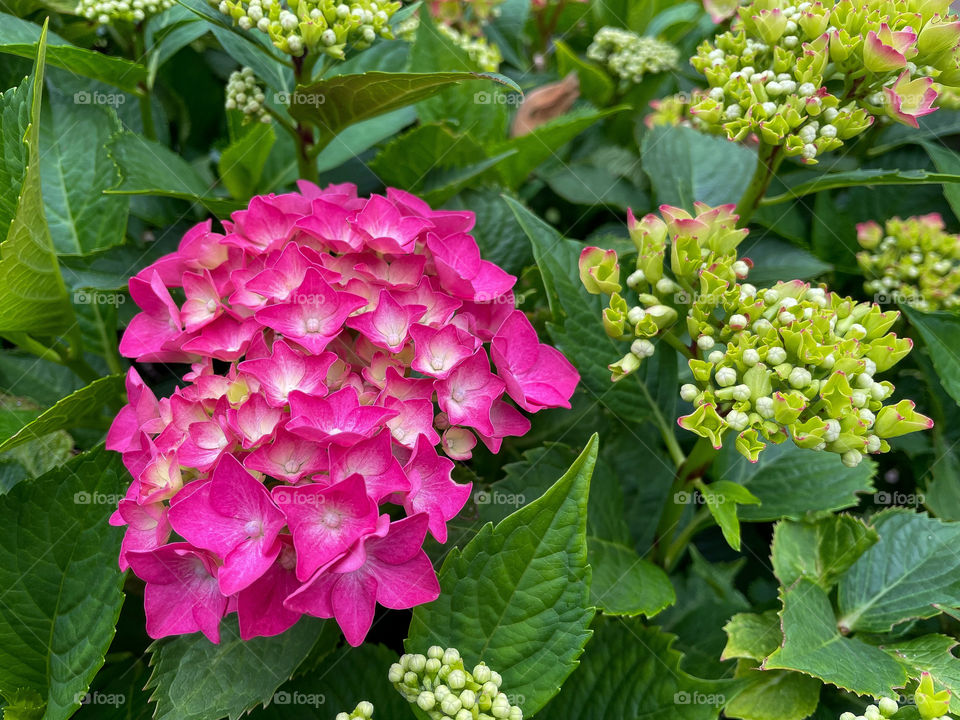 Flower with small pink blossoms.