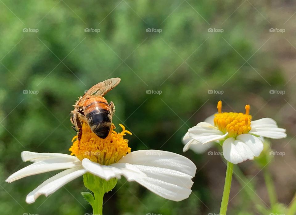 Busy Bee 