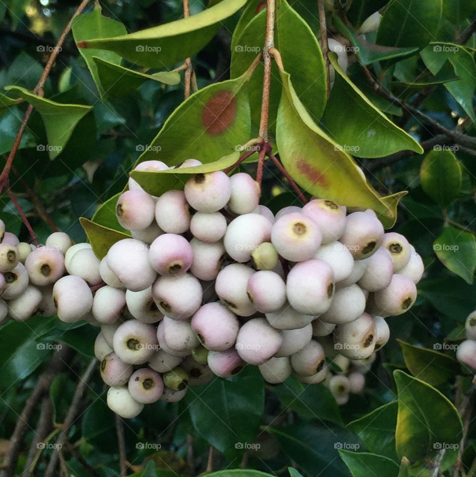 Winter berries