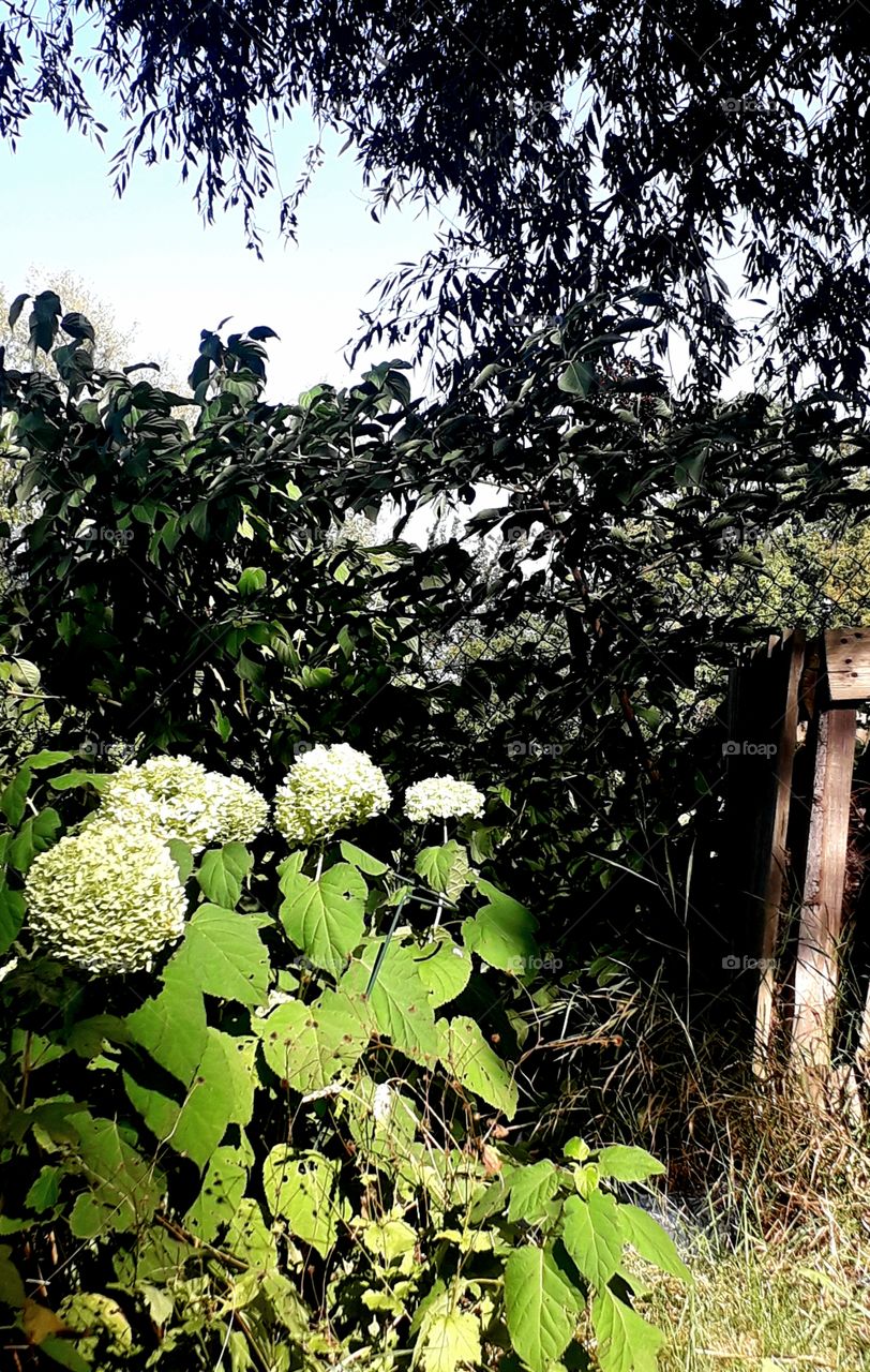 green flowers of hydrangea Anabelle in a corner of the garden