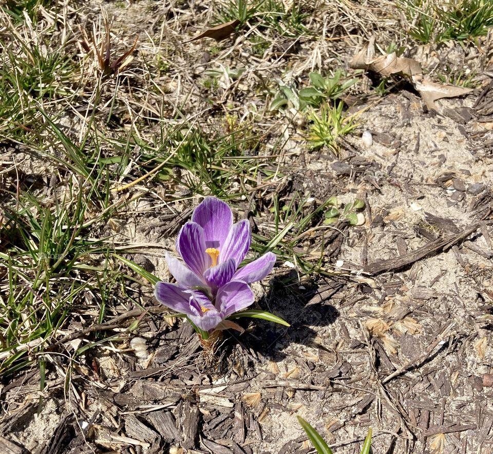 Blue crocus bloom