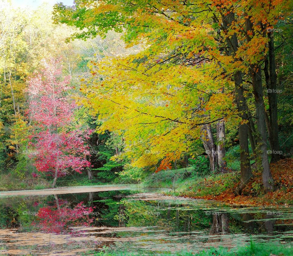 Pastel Autumn Pond