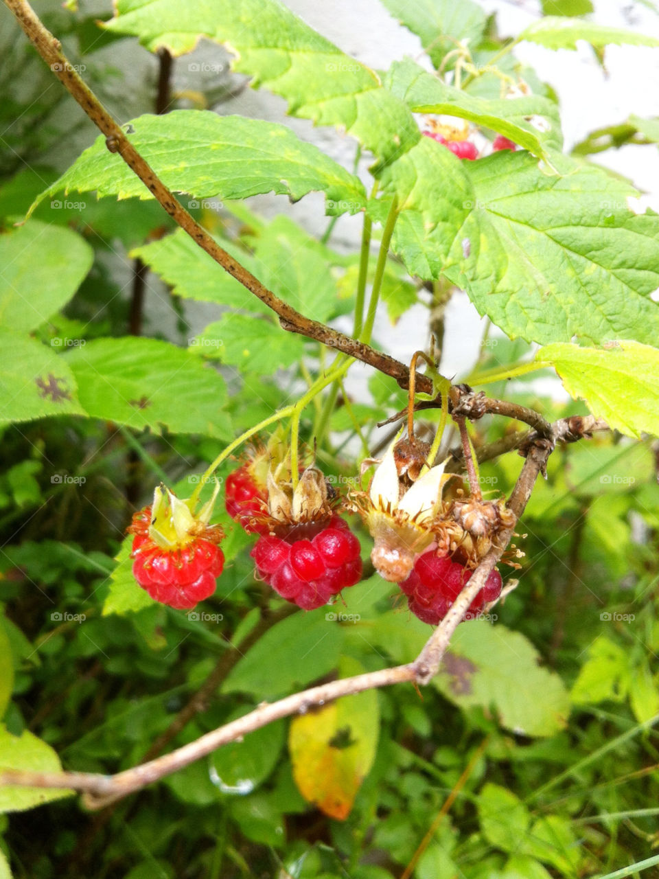 norway green red summer by greirik