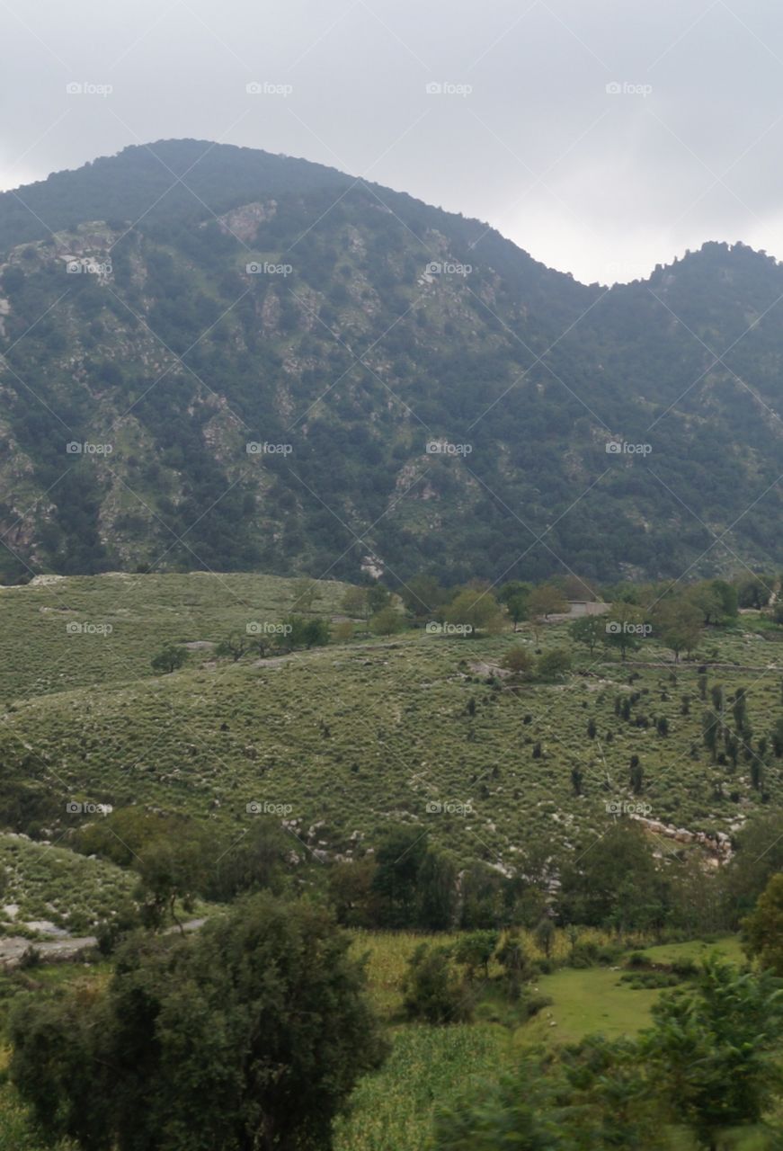 every thing is green