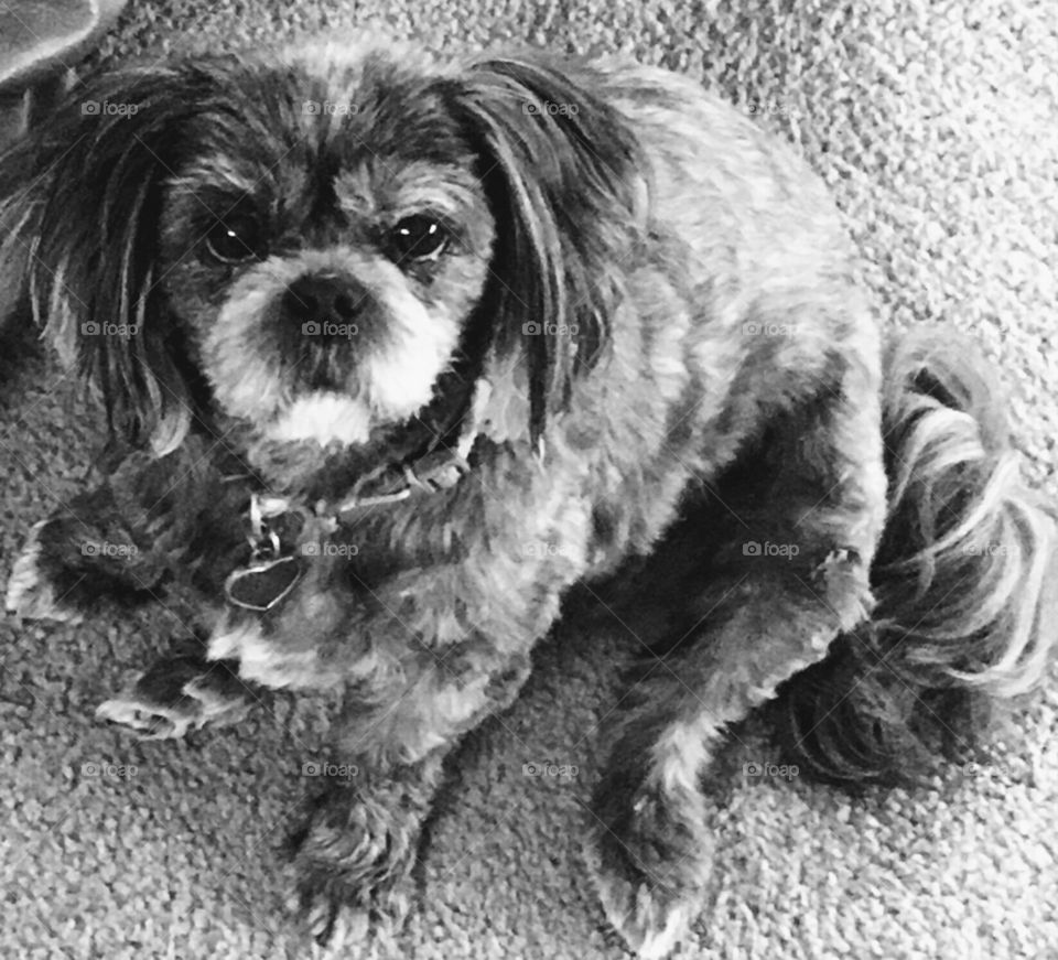 Sassy my Shih Tzu