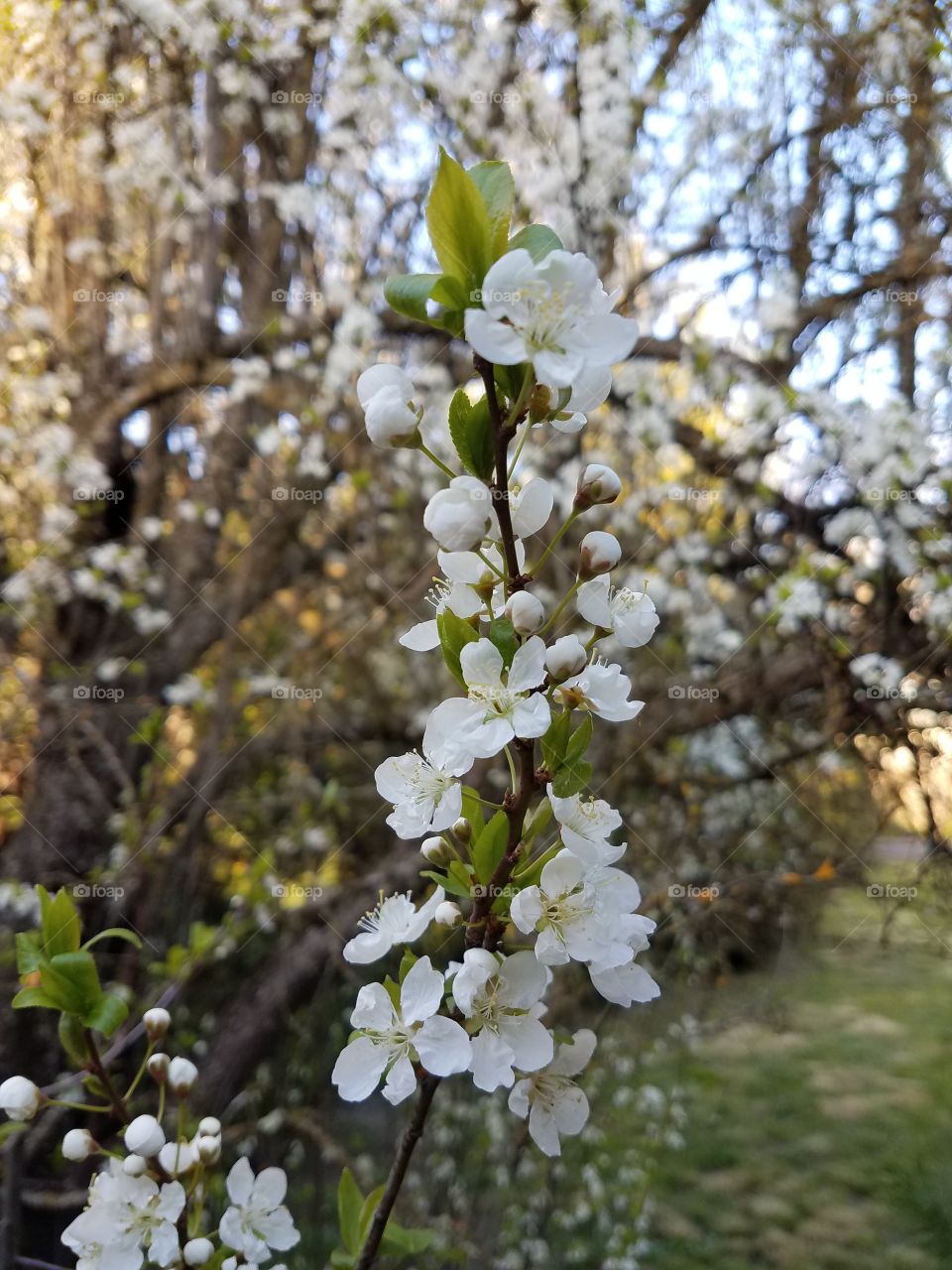 Backyard blossoms