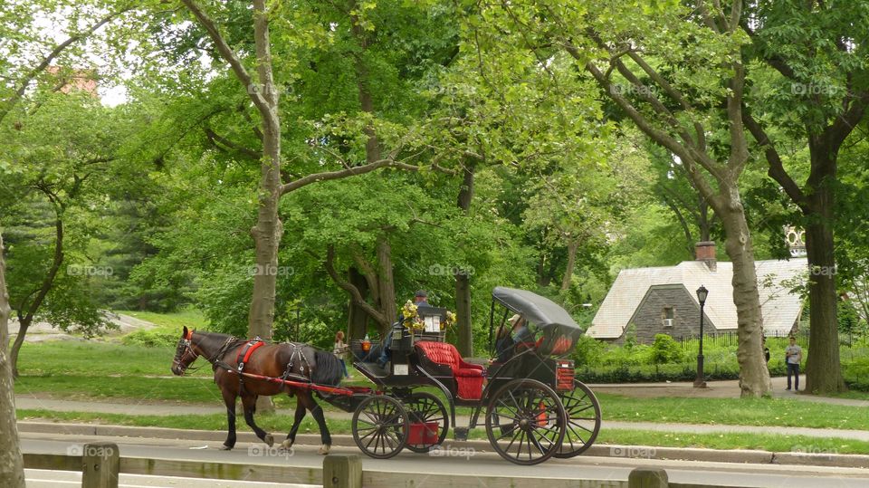 Horse drawn carriage at Central Park 
