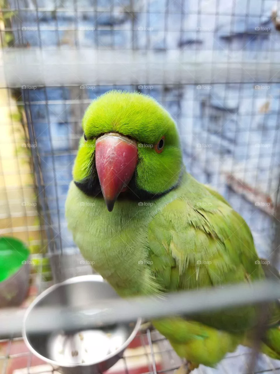 parrot