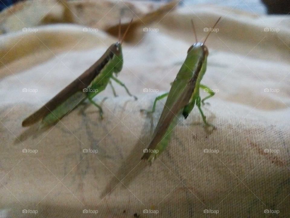 couple of grasshoppers