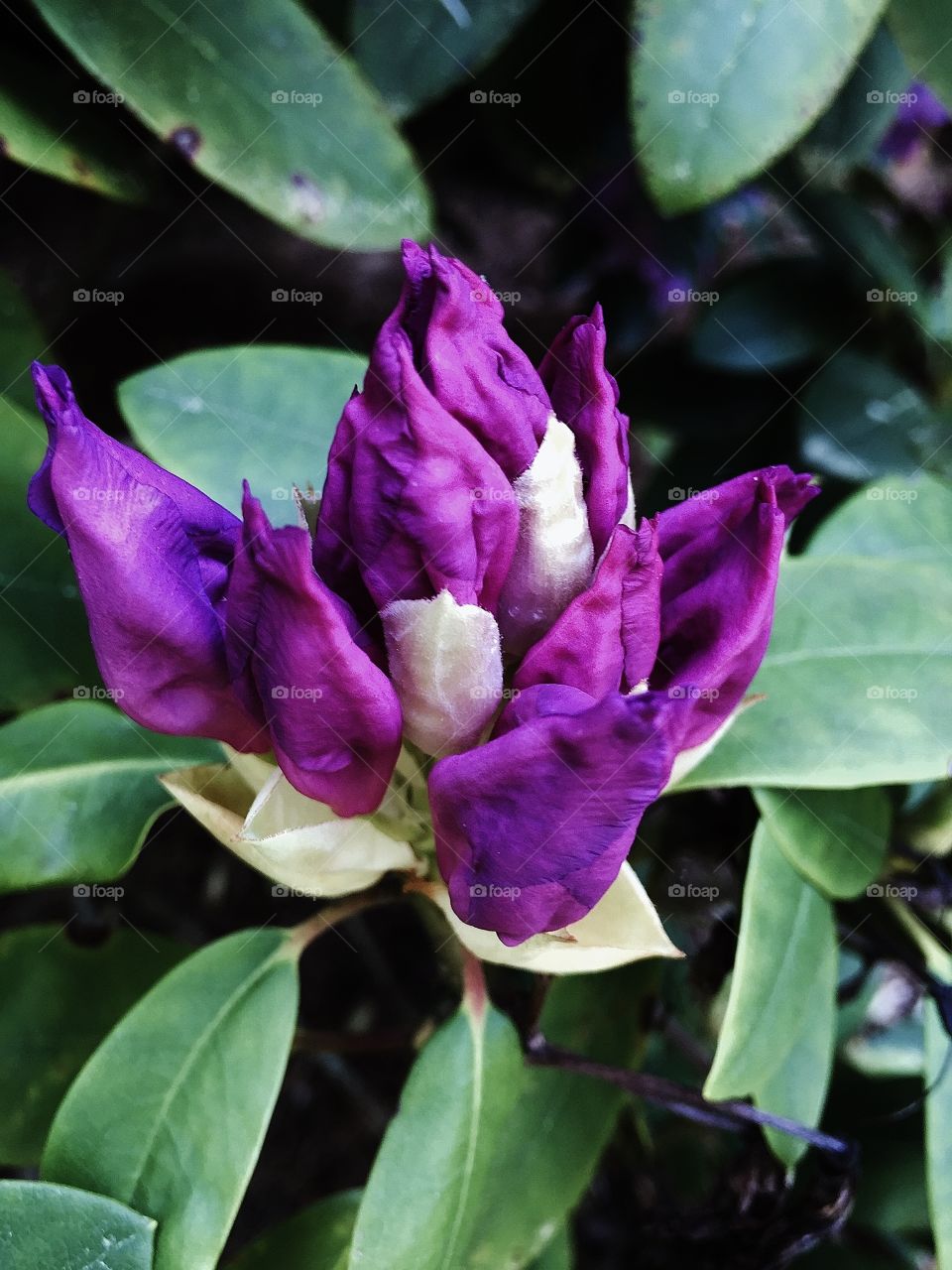Purple Rhododendrum