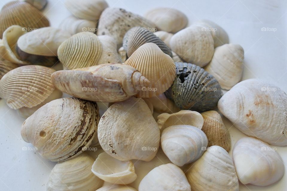 Seashells 