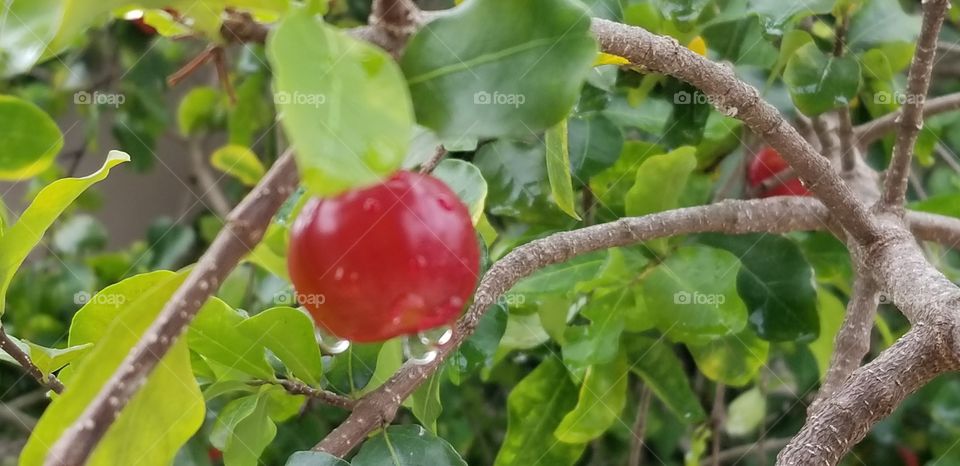 Acerola deliciosa.