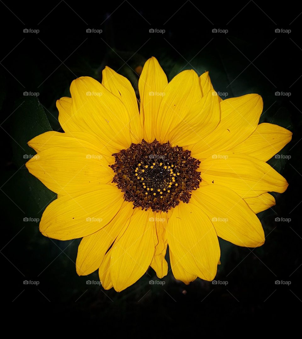 sunflower