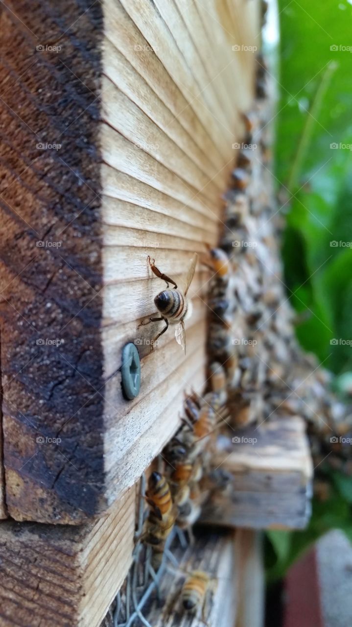 Lone honeybee overseeing comings and goings.
