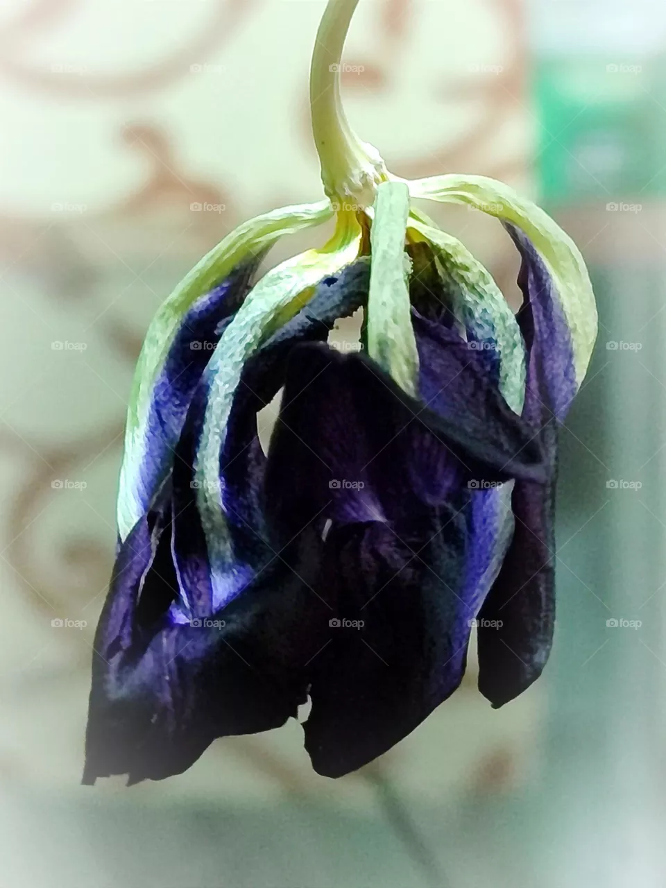 faded tulips