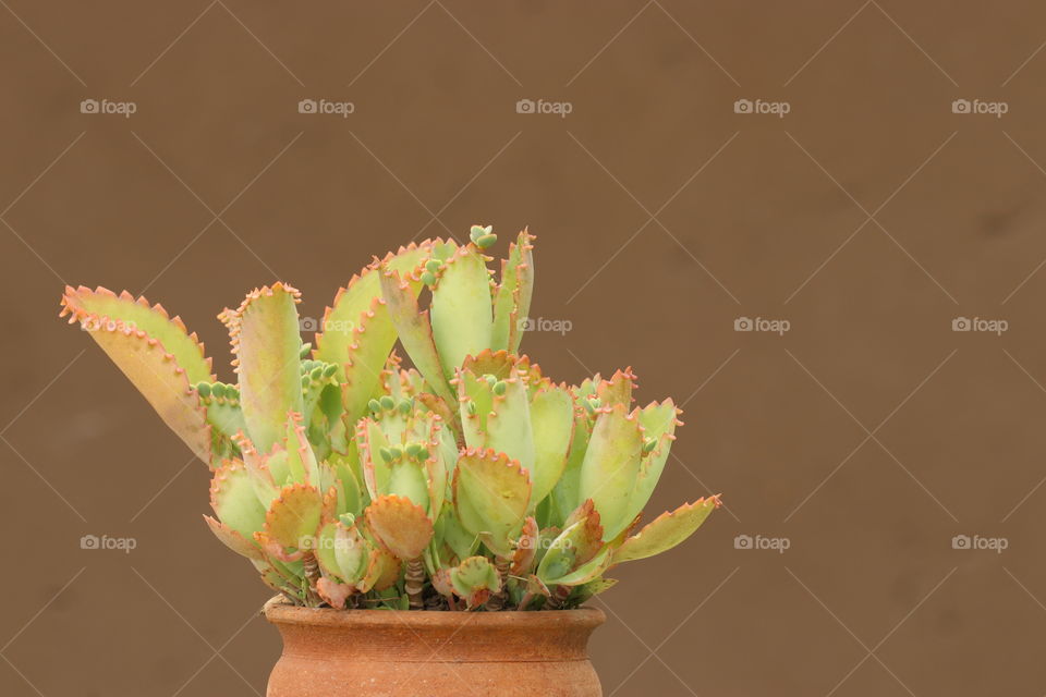 succulent plant