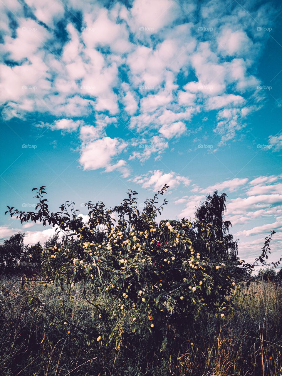 Wild apple tree with lots of green apples