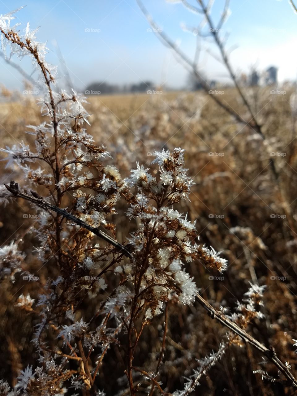 Spiky frost.