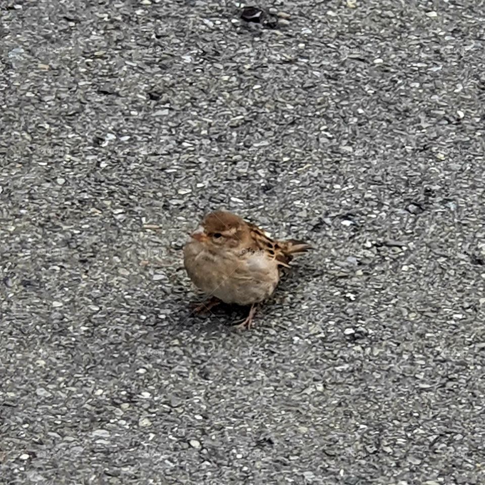 A brown sparrow on the street.