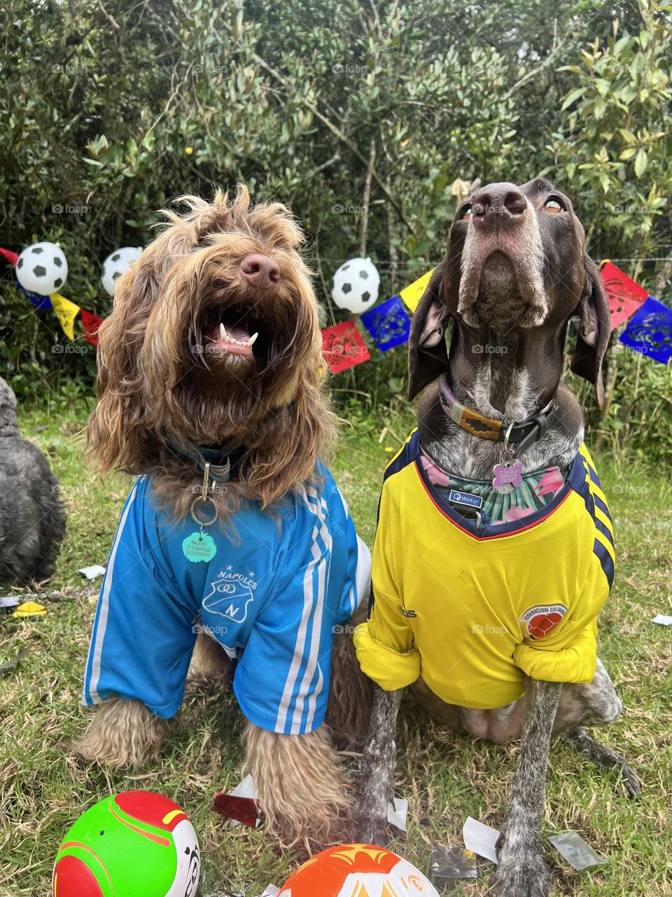 Cute dogs with soccer jersey