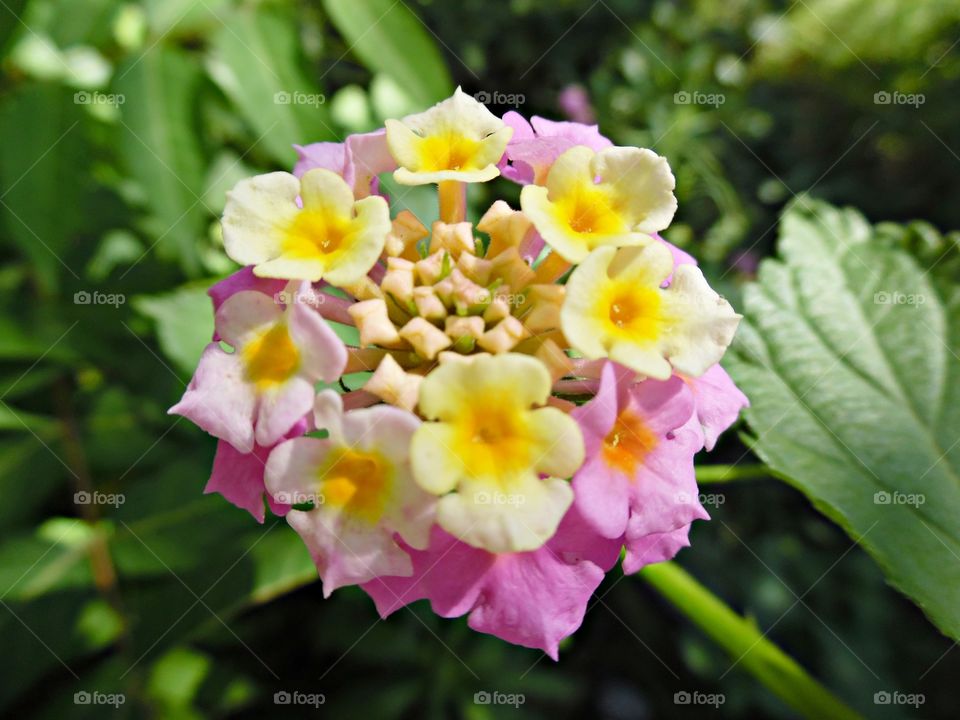 Yellow and Pink flower