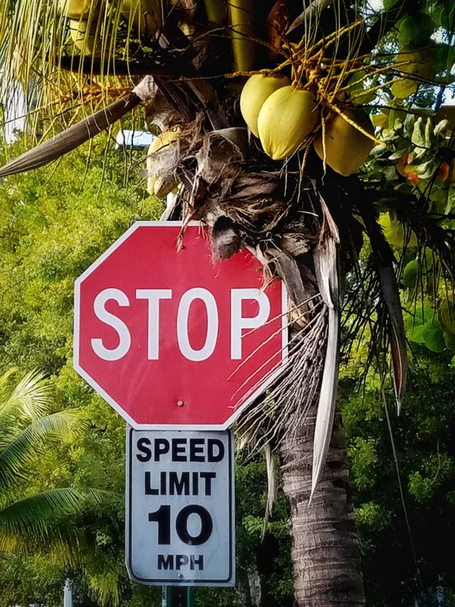 stop sign and coconut palm in tropical.paradise