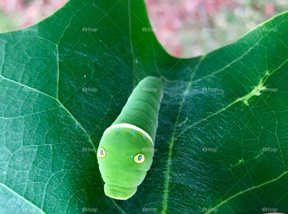 Caterpillar closeup 