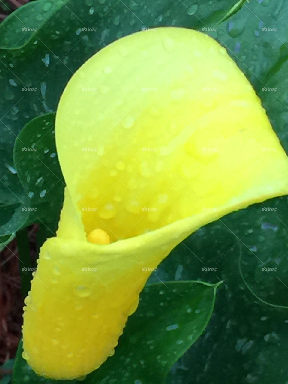 Yellow flower with raindrops