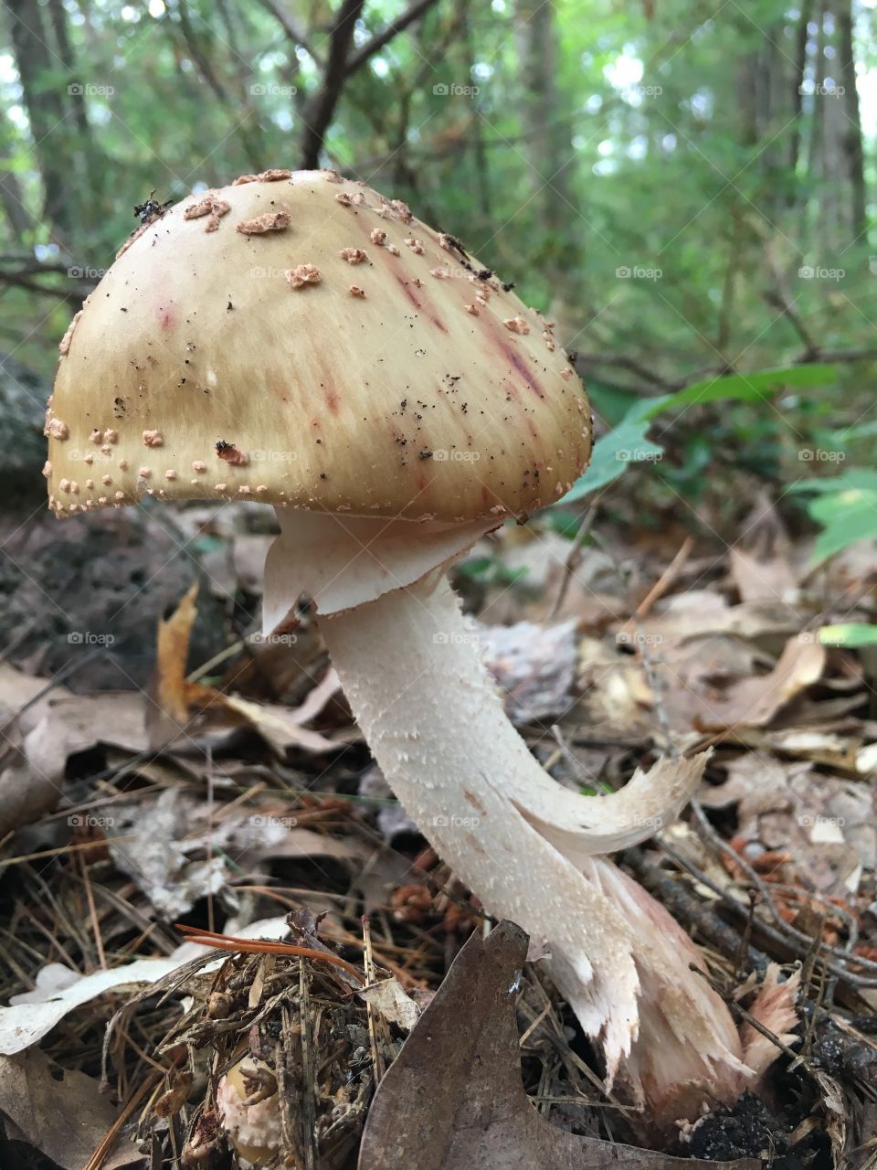 Magnificent Mushroom!