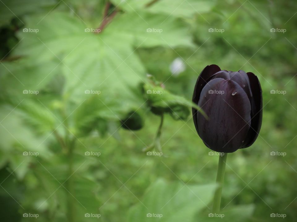 Dark purple tulip against green leaves