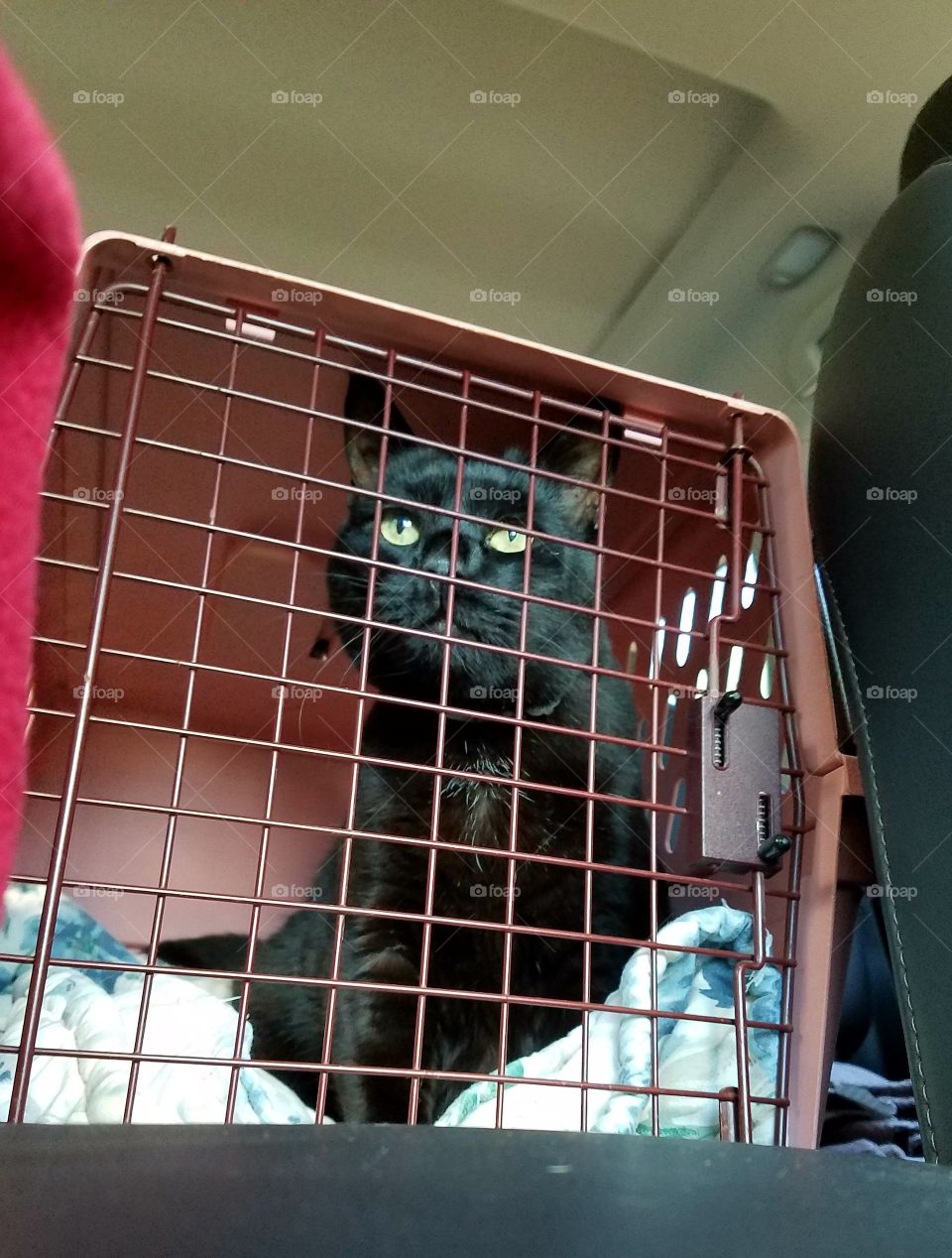 Cat in pink crate driving to Vets appointment. Looking out cage door.