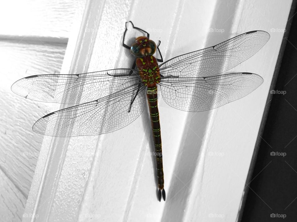 Big Bright Green Beautiful Dragonfly in Black and White