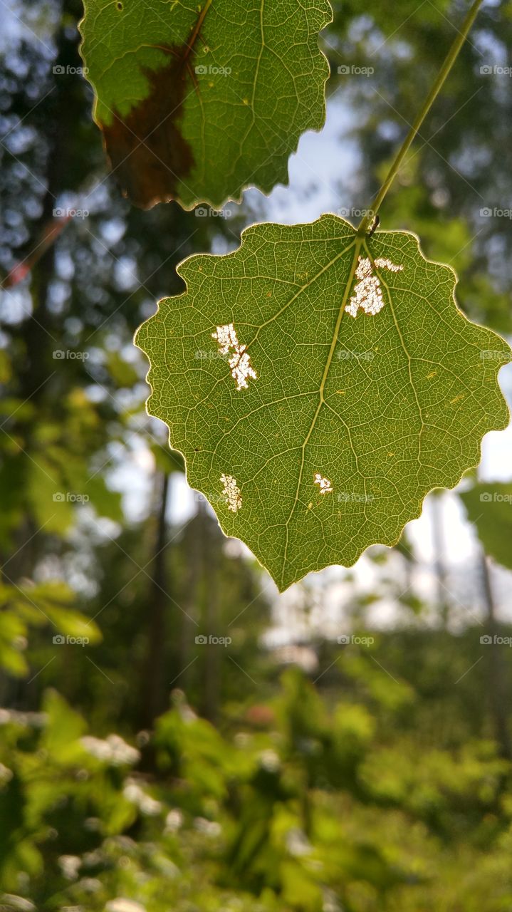 A beautiul green aspen leaf against the sun