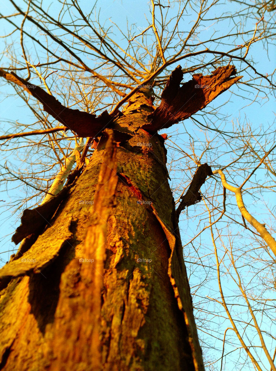 spring tree bark interesting by doug414