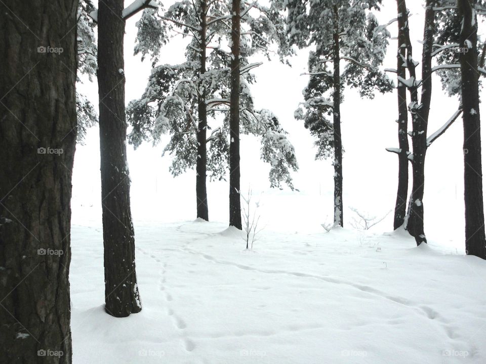 Snow, Tree, Winter, Wood, Landscape