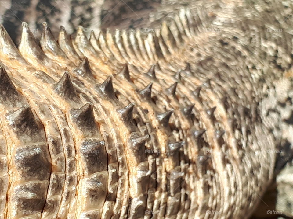 the beautiful and yet weird skin of a tiny dragon (land iguana) in Uxmal Yucatan