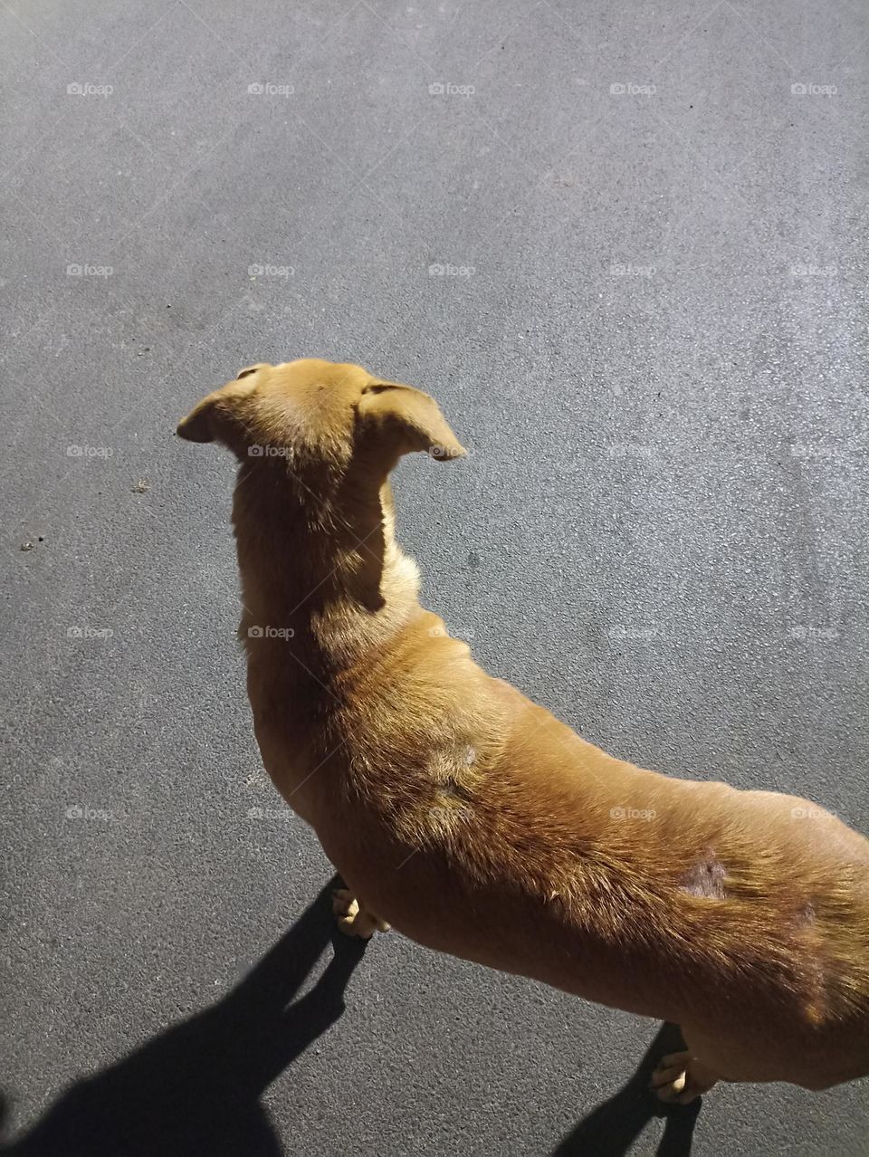 it's my ground now I am the king