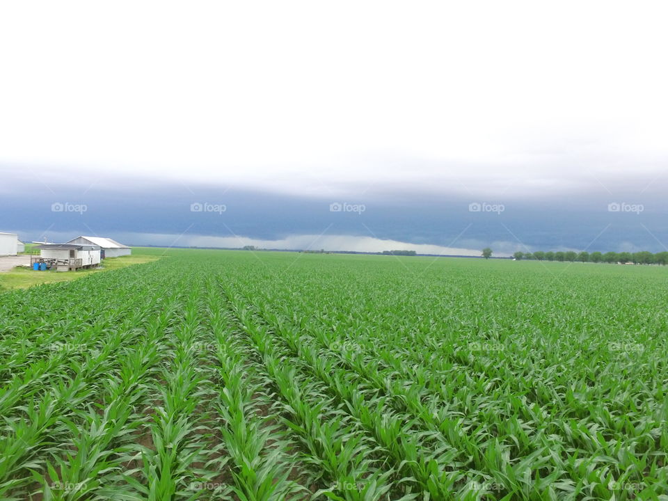 Corn Growing Panola Farms