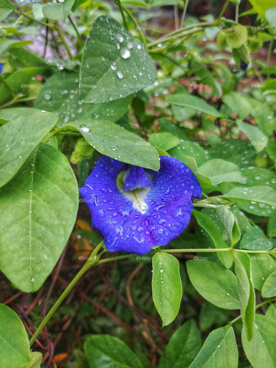 Blue Flower